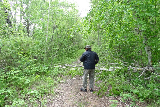 DSC00954 tree down on trail