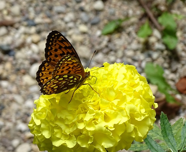 DSC01150 Buterfly