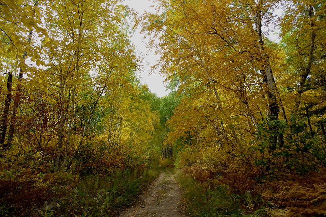 DSC01555 Forest path