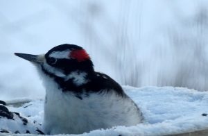 Wood pecker sized