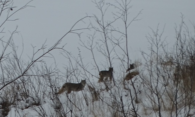 Lynx family