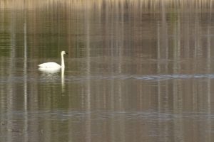 DSC02009 swan s