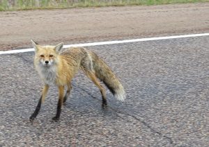 DSC02054 fox