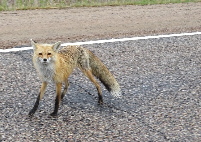 DSC02054 fox