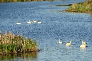 DSC02108 Swans had company