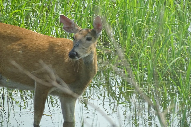 DSC02132 deer