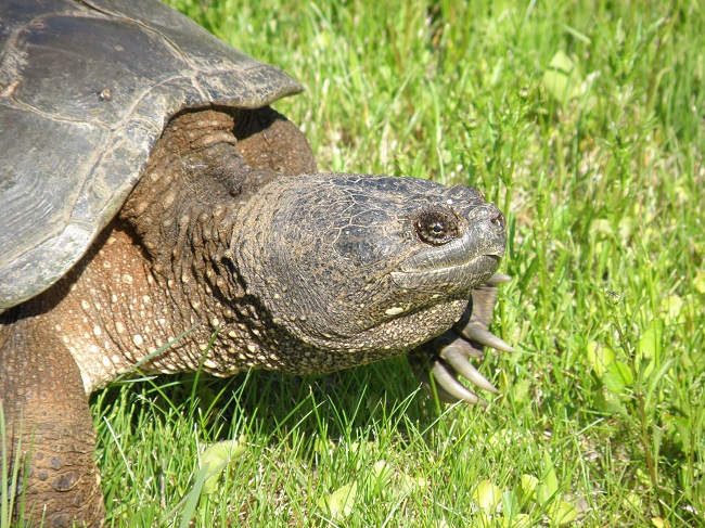 P6170186 turtle