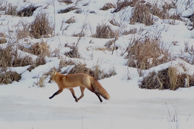 DSC02750 Fox