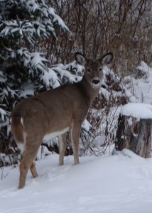 DSC02713 deer