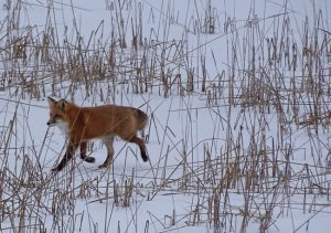 DSC02810 Fox