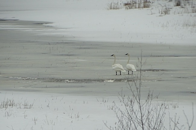 DSC03122 swans on ice 1