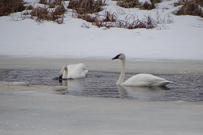 DSC03134 swans eating