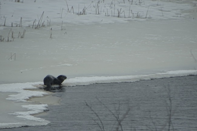 DSC03142 Otter on ice