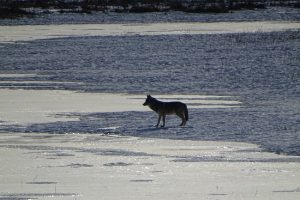 DSC03146 wolf black on ice