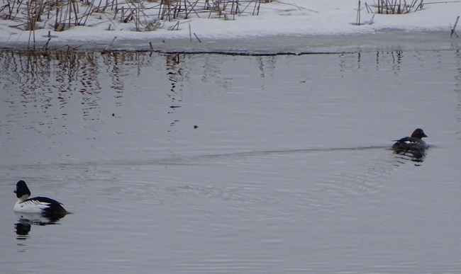 DSC03178 ducks