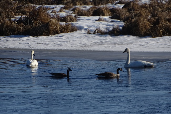 DSC03203 Swans and Geeese