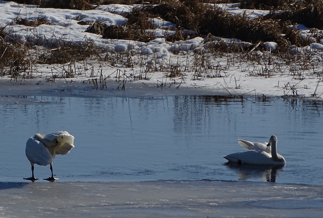 DSC03211 Swans prooning