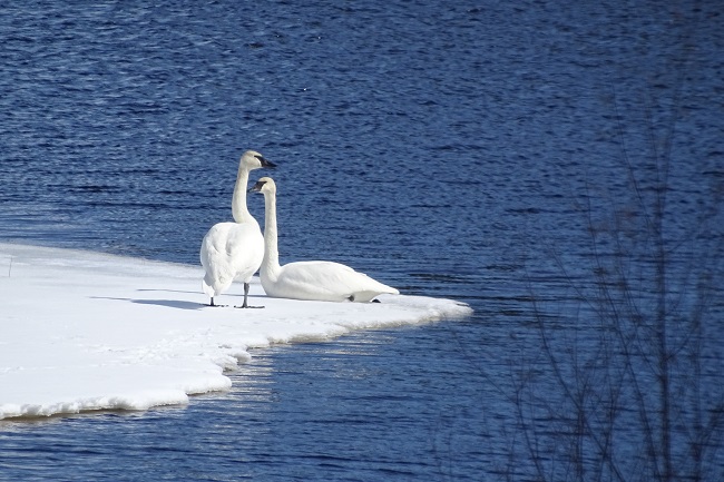 DSC03285 Swans sunning on the ice