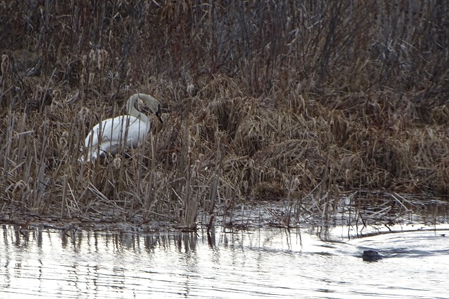 DSC03442 busy building a nest busy traveling up river in search of food