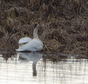 DSC03443 Mr Swan sitting guard