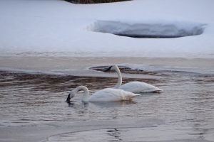 Quiet morning on the river Swans