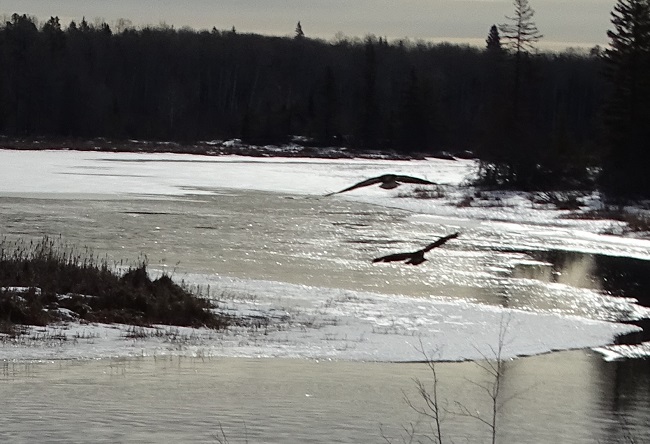 eagles flying down river