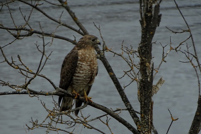 DSC03552 hawk