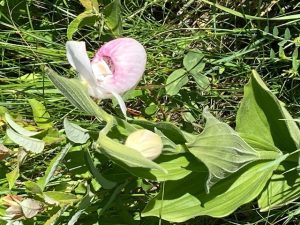 IMG 1051 Lady Slippers