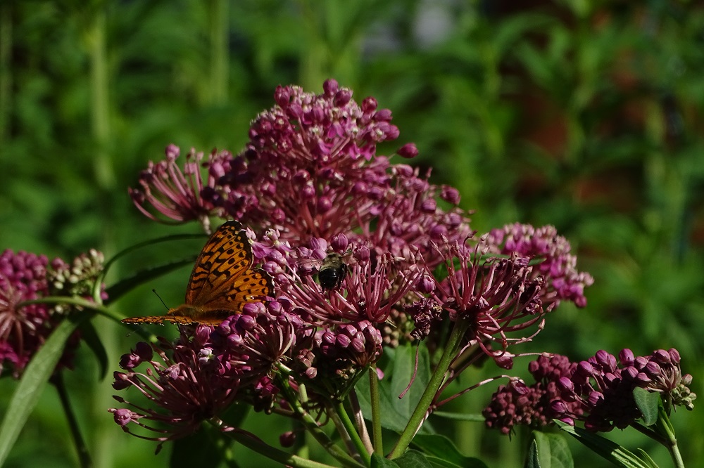 DSC03723 butterfly