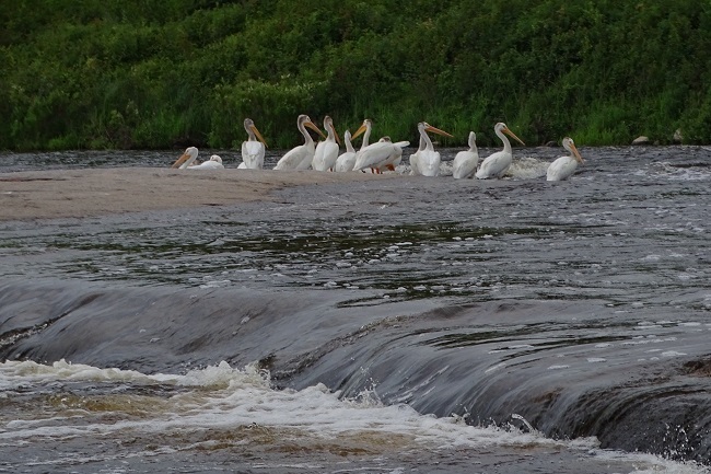 B DSC03787 pelicans