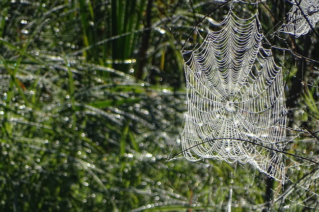 Spider web 3