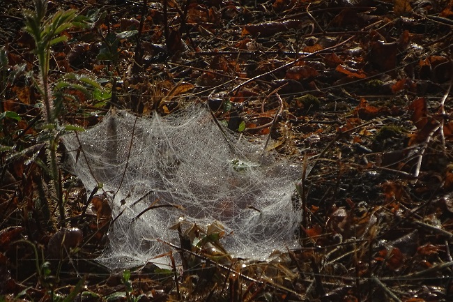spider web 5