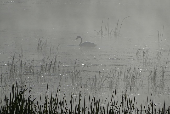 DSC03981 Swan in misty morning