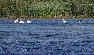 DSC03995 sEVEN sWANS A SWIMMING