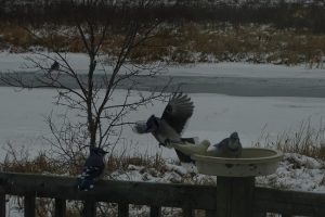 Nov 18 blue jay 3