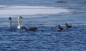 DSC04356 g Swans and geese at White Lake