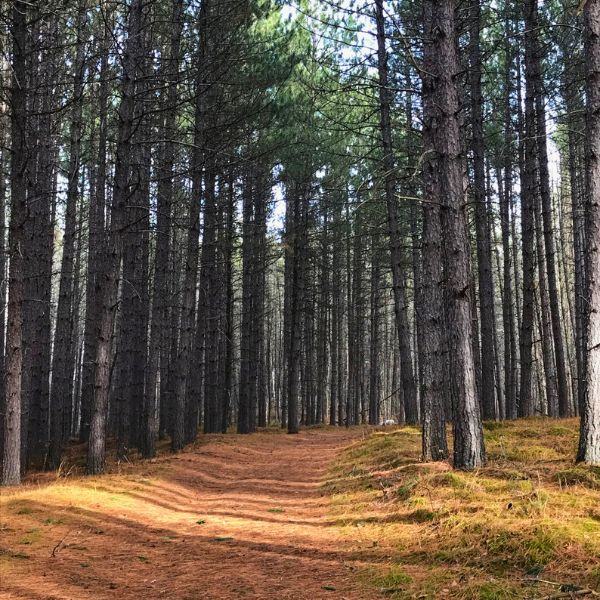 A trail located at Inverness Falls Resort.