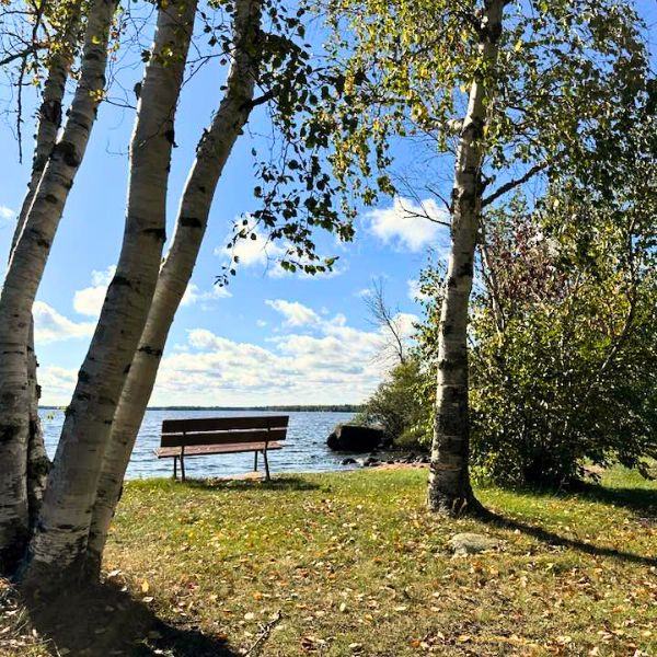 A bench looking outward to Brereton Lake with fallen leaves.