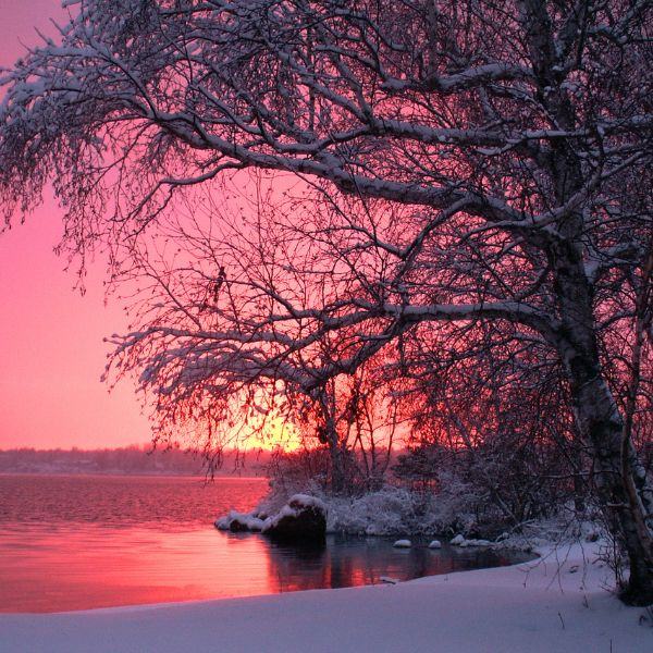 A winter sunset with a snowy tree, highlighting the magical season of winter for some much-needed family fun.