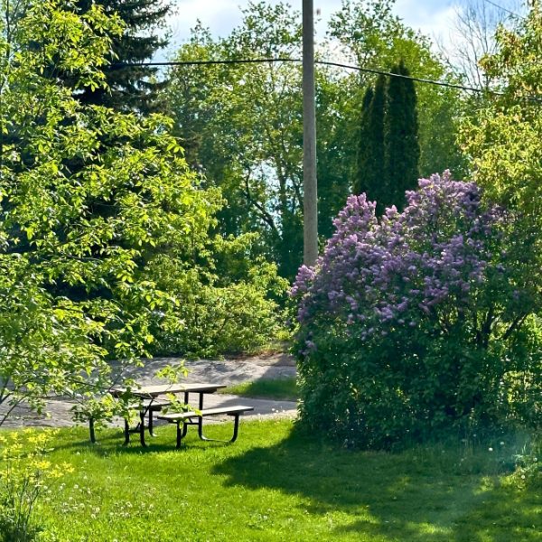 Scenic image of a picnic table at Inverness Falls Resort surrounded by trees and lilac bushes.