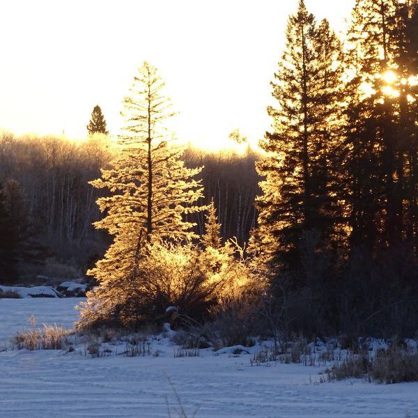 Trees in winter along the frozen Rennie River.