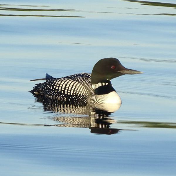 A loon floating in the water, showcasing the amazing sights you can see during personal retreats.