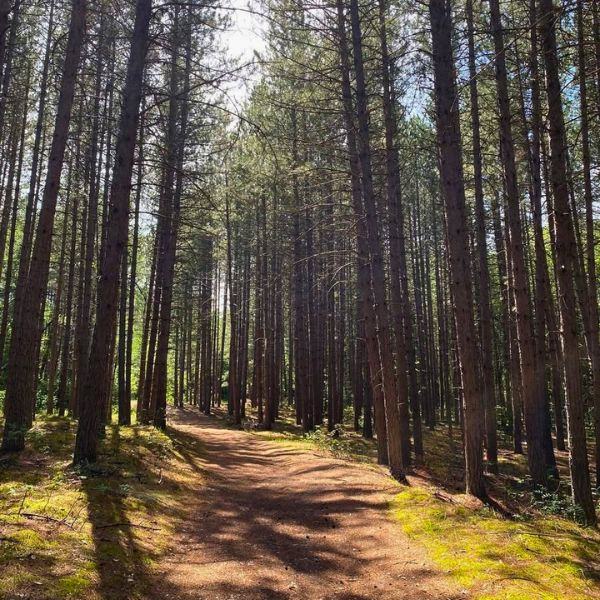 One of the trails at Inverness Falls Resort. Hiking is a popular activity during personal retreats to reconnect with nature and one's self.