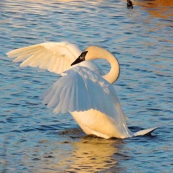 A swam flapping its wings while in the water.