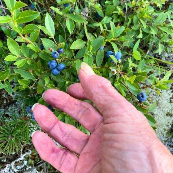 A person's hand reaching out to ripe blueberries, which can be found along the trails at Inverness during personal retreats.