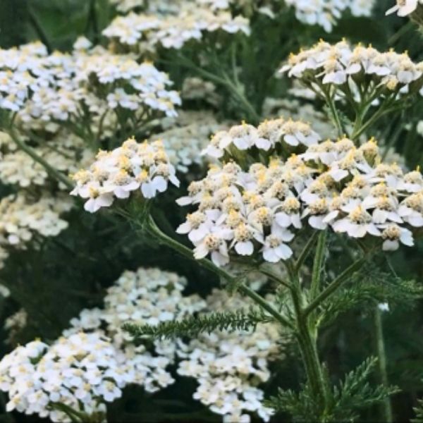 Yarrow