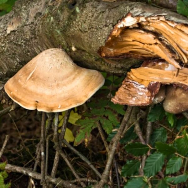Birch Polypore