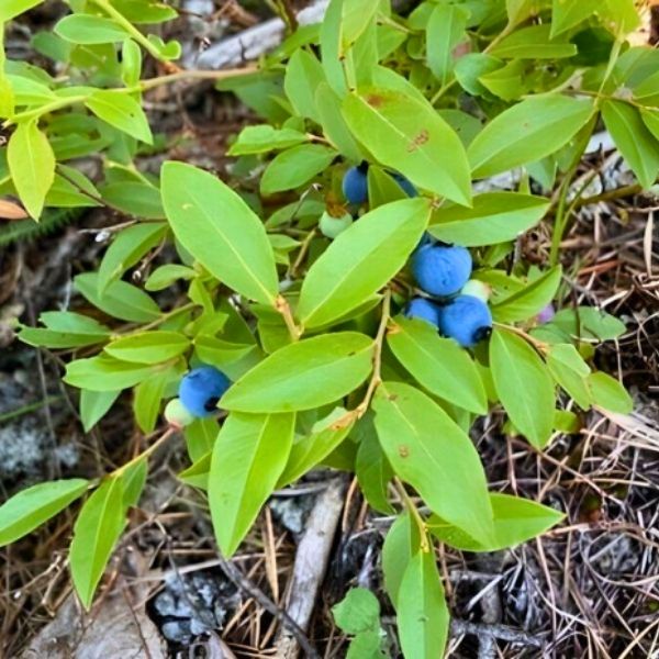 Blueberry