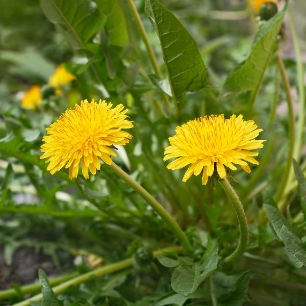Dandelion