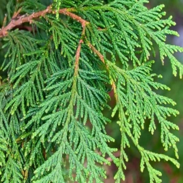 Eastern White Cedar